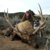 BULL ELK-Discounted DIY and Semi-Guided Mule Deer, Elk, Antelope, Elk, Whitetail, Moose, Buffalo, Discounted Landowner Vouchers/Tags if needed