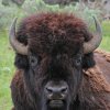 BUFFALO-Discounted DIY and Semi-Guided Mule Deer, Elk, Antelope, Elk, Whitetail, Moose, Buffalo, Discounted Landowner Vouchers/Tags if needed