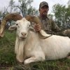 TEXAS DALL RAM-Discounted DIY and Semi-Guided Mule Deer, Elk, Antelope, Elk, Whitetail, Moose, Buffalo, Discounted Landowner Vouchers/Tags if needed