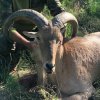 AOUDAD-Discounted DIY and Semi-Guided Mule Deer, Elk, Antelope, Elk, Whitetail, Moose, Buffalo, Discounted Landowner Vouchers/Tags if needed