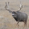 Discounted Private Land Trespass/Fee Semi-Guided Mule Deer Hunt in Colorado