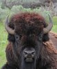 BUFFALO-Discounted DIY and Semi-Guided Mule Deer, Elk, Antelope, Elk, Whitetail, Moose, Buffalo, Discounted Landowner Vouchers/Tags if needed