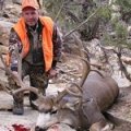 Colorado Elk Mule Deer Mountain Lion Bobcat GMU 12,21,22,23,24