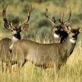 Texas Whitetail Deer, Mule Deer, Bobwhite Quail, Duck, Dove, Pheasant, Turkey and Hogs- Clarendon, Perryton, Tulia