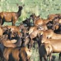 Colorado Cow Elk Huntsd GMU