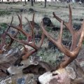 Wyoming Elk, Mule Deer, Whitetail Deer, Antelope Hunts Region Y