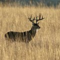 Kansas Mule Deer, Whitetail Deer Hunts Units 1,2,3,4,5,6,8,16,17