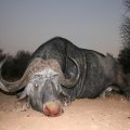 7 Day Buffalo Safaris Limpopo Province of South Africa