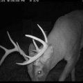 Nebraska Mule Deer, Whitetail Deer, Turkey,  Pheasant, Dove Hunts