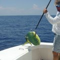Miami Deep Sea Fishing on the HOT SHOT