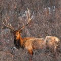 Colorado Elk, Mule Deer Trespass Hunt on private ranch in GMU 231