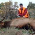 Colorado Elk, Mule Deer and Black Bear in the Flat Tops Wilderness Area and White River National Forest of Colorado GMU 24