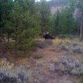 Colorado Elk Deer Moose GMU 28