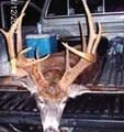 Missouri Ozarks Whitetail Deer Hunts