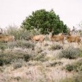 Utah Elk Mule Deer Moose Bear Cougar Hunts