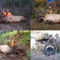 Colorado Elk Deer Antelope GMU 68 79 80 81 751 791