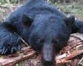 Canada Black Bear Hunts, Ontario