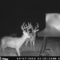 Kentucky Whitetail Deer Hunts West Kentucky