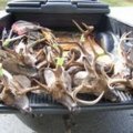 South Carolina Hunting for deer, hogs and Turkeys