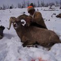 Wyoming Elk, Mule Deer, Antelope, Elk, Sheep, and Moose Hunts