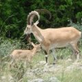Texas Whitetail Deer, Oryx, Auodad, Sika, Elk, Ram, High Fence Kimble County