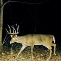 Kansas Whitetail Deer and Turkey Hunts Unit 19