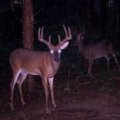 Kentucky Whitetail Deer Hunts Clinton County