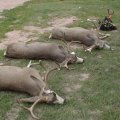 Nebraska DIY Mule Deer Hunt 700 acres private land