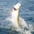 Sarasota Fishing Charters