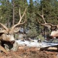 Colorado Elk Mule Deer Bear Hunts GMU 75 741