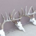 South Dakota Whitetail Deer and Pheasant Hunts Winner Area