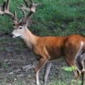 Ohio High Fence and Free Range Whitetail Deer Hunts