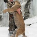 Idaho Bear, Mountain Lion, Wolf Hunts in the Bitterroots