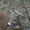 Nebraska Mule Deer, Whitetail Deer, Turkey,  Pheasant, Doves Hunts