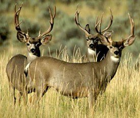 Texas Whitetail Deer, Mule Deer, Bobwhite Quail, Duck, Dove, Pheasant, Turkey and Hogs- Clarendon, Perryton, Tulia