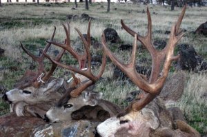 Wyoming Elk, Mule Deer, Whitetail Deer, Antelope Hunts Region Y