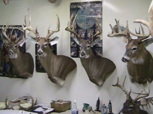 Ohio Whitetail Deer Hunts, Southeast Ohio