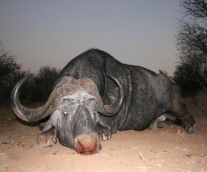 7 Day Buffalo Safaris Limpopo Province of South Africa