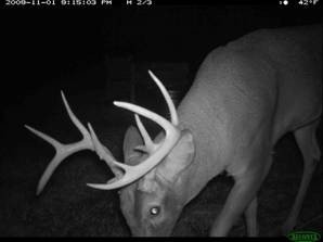 Nebraska Mule Deer, Whitetail Deer, Turkey,  Pheasant, Dove Hunts