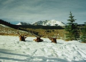 Colorado White River National Forest DIY Drop Camp Elk Hunts