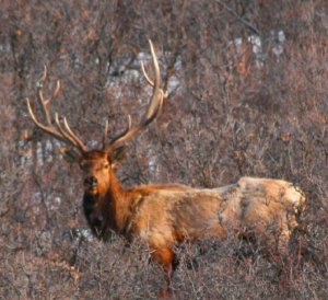 Colorado Elk, Mule Deer Trespass Hunt on private ranch in GMU 231