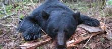 Canada Black Bear Hunts, Ontario