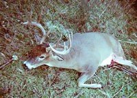 Nebraska DIY Whitetail Deer and Turkey Hunt near Bloomfield