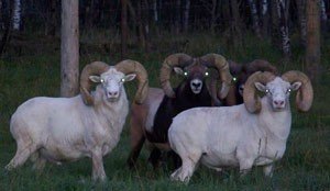 Canada Elk, Mule Deer, Buffalo, Exotic and Sheep Hunts, Saskatchewan Province