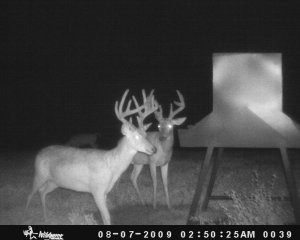 Kentucky Whitetail Deer Hunts West Kentucky
