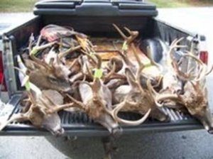 South Carolina Hunting for deer, hogs and Turkeys