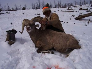 Wyoming Elk, Mule Deer, Antelope, Elk, Sheep, and Moose Hunts