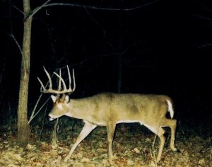 Kansas Whitetail Deer and Turkey Hunts Unit 19