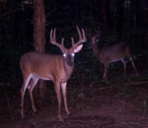 Kentucky Whitetail Deer Hunts Clinton County