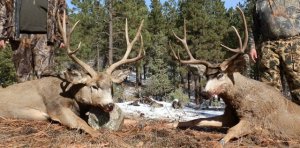 Colorado Elk Mule Deer Bear Hunts GMU 75 741
